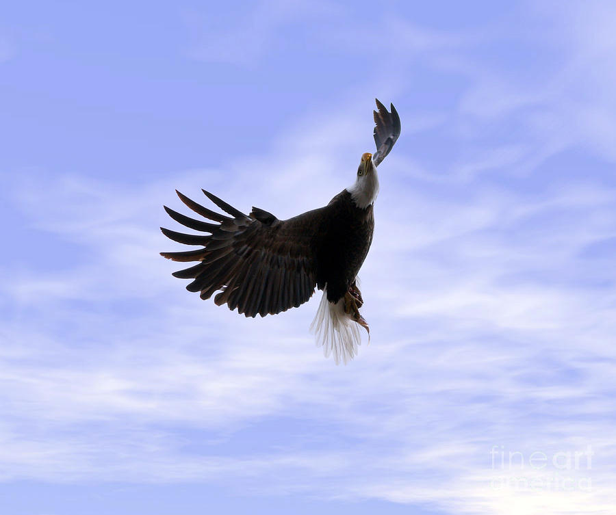 Eagle Photograph - Catch of the day #1 by Lori Tordsen