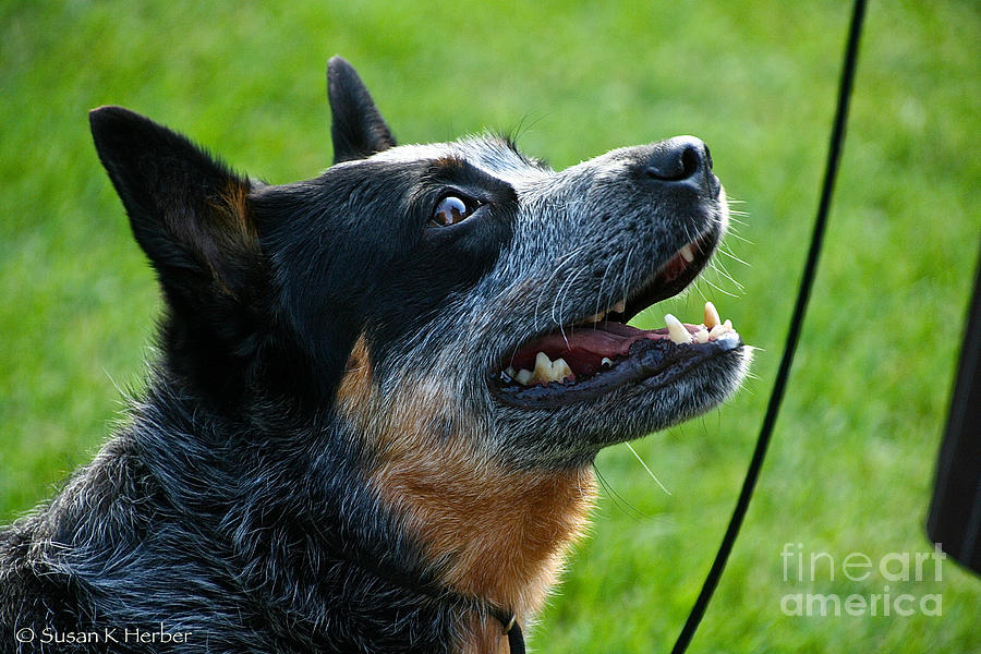 Cattle Dog #2 Photograph by Susan Herber