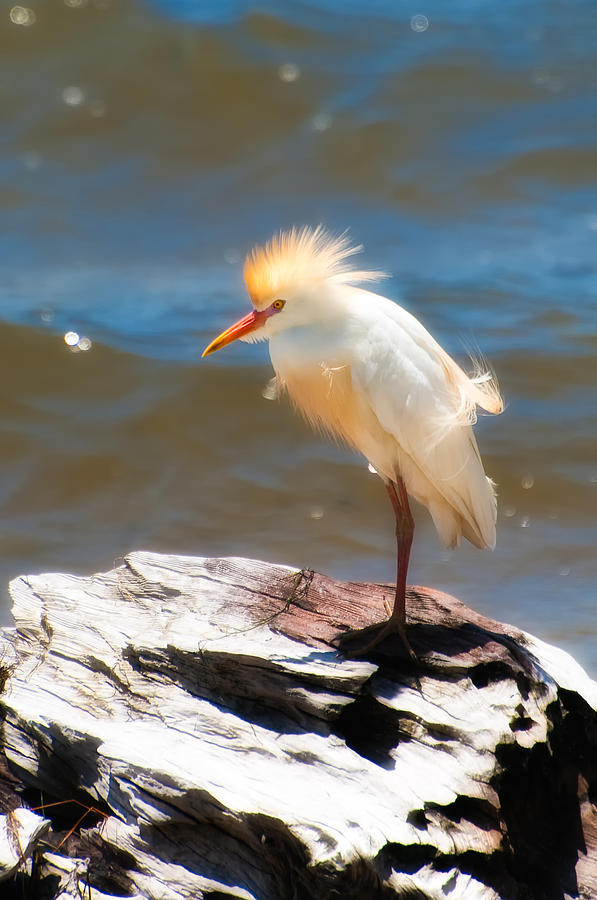 Cattle Egret In Breeding Plumage Photograph By Richard Leighton   2 Cattle Egret In Breeding Plumage Rich Leighton 