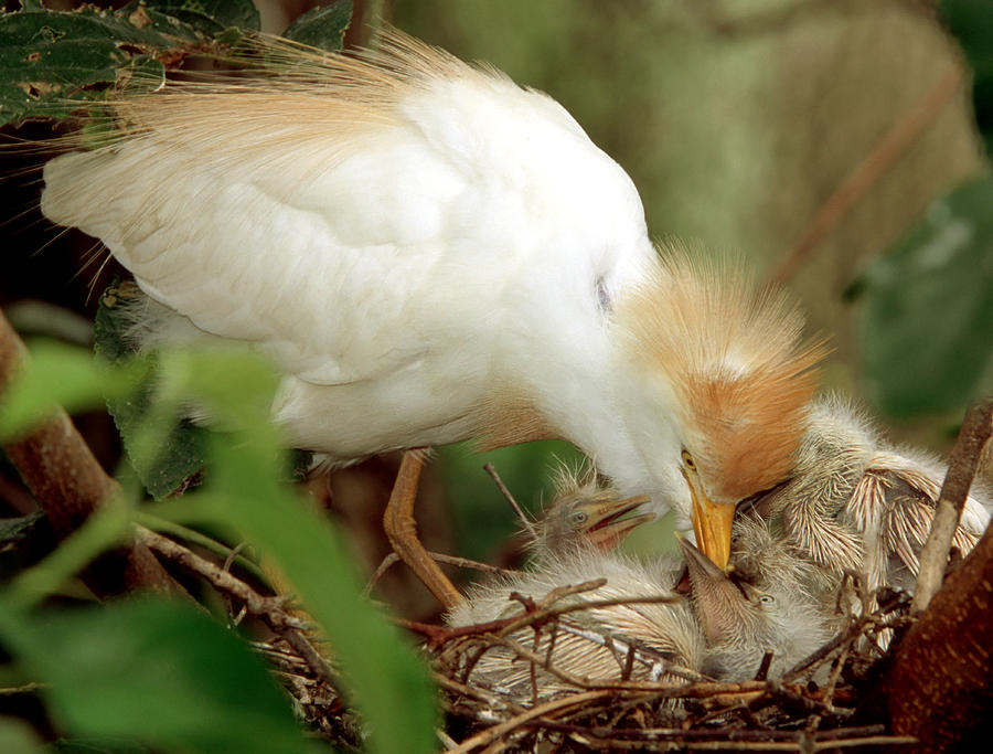Cattle Egret Photograph by Millard H. Sharp - Fine Art America