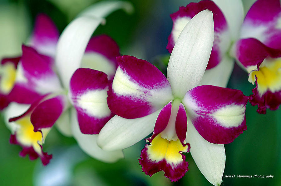 Cattleya Orchid #2 Photograph by Winston D Munnings
