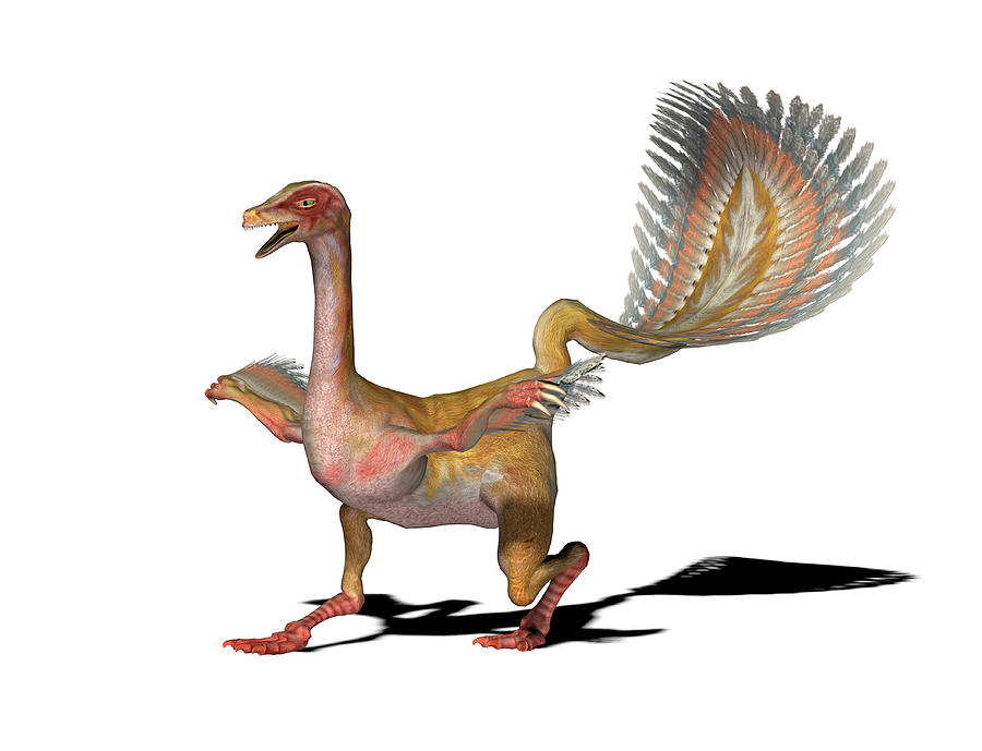 caudipteryx fossil