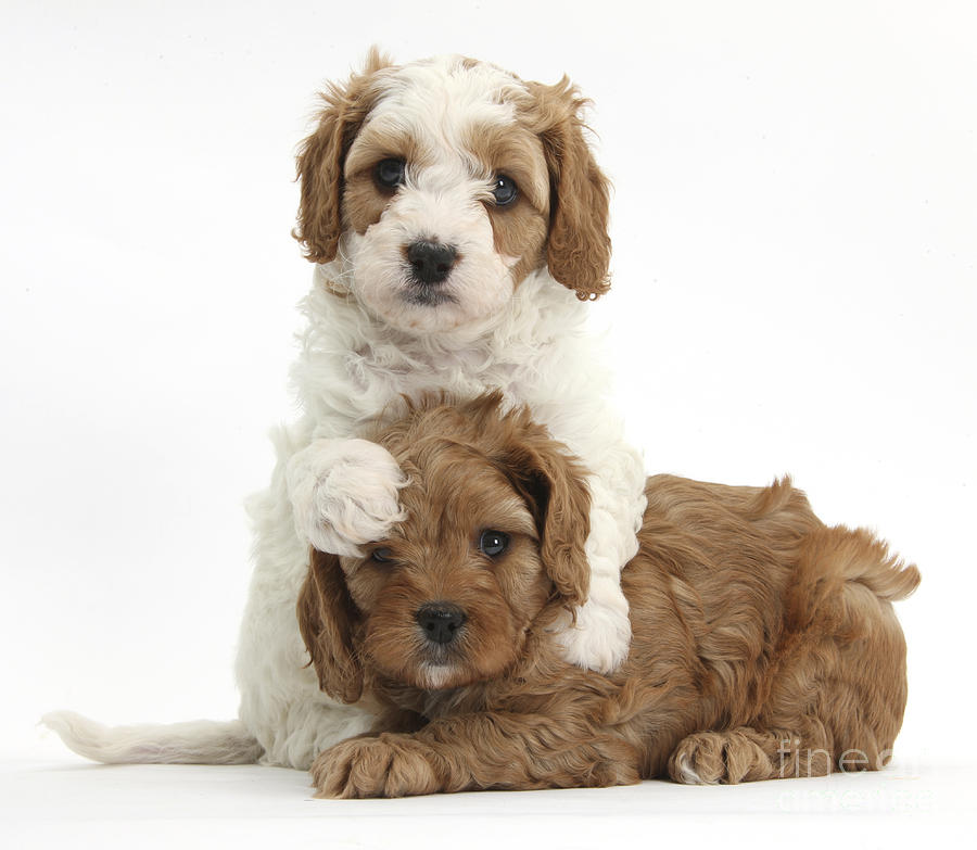 Cavapoo Puppies Hugging #2 Photograph by Mark Taylor