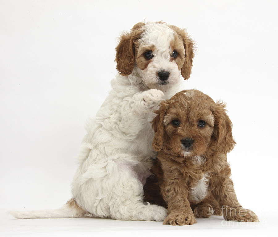 Cavapoo Puppies #2 Photograph by Mark Taylor