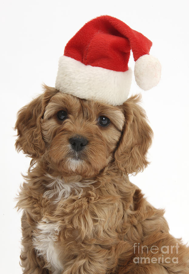 Cavapoo Puppy In Christmas Hat Photograph by Mark Taylor