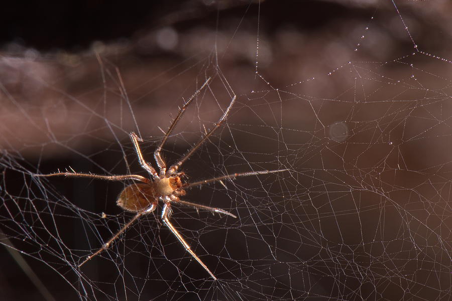 Cave Sheet-web Spider #2 Photograph by Francesco Tomasinelli