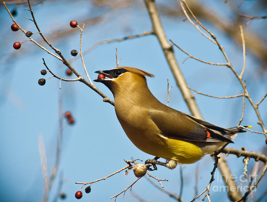 Nature Photograph - Cedar Waxwing With Berry #2 by Robert Frederick