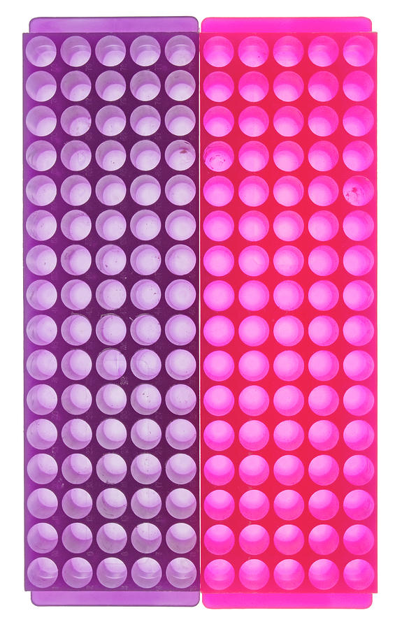 Cell Culture Plate #2 Photograph by Science Photo Library Cell Culture Plate #2 Photograph by Science Photo Library
