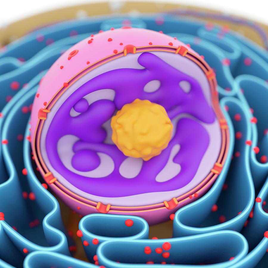 Cell Nucleus 3d Model