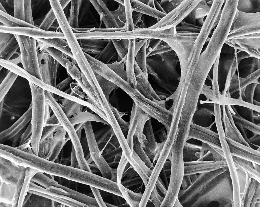 Cellulose Fibres (print Paper) #2 Photograph by Dennis Kunkel Microscopy/science Photo Library