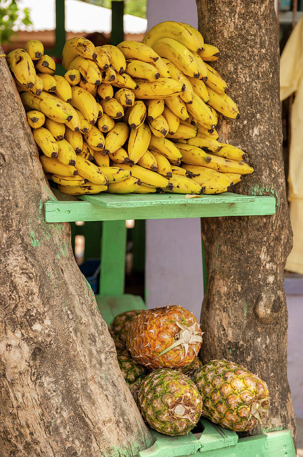 Banana Photograph - Central America, Honduras, Roatan, West #2 by Lisa S. Engelbrecht