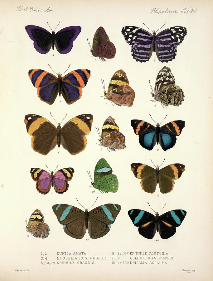 Central American Butterflies Photograph by Natural History Museum ...
