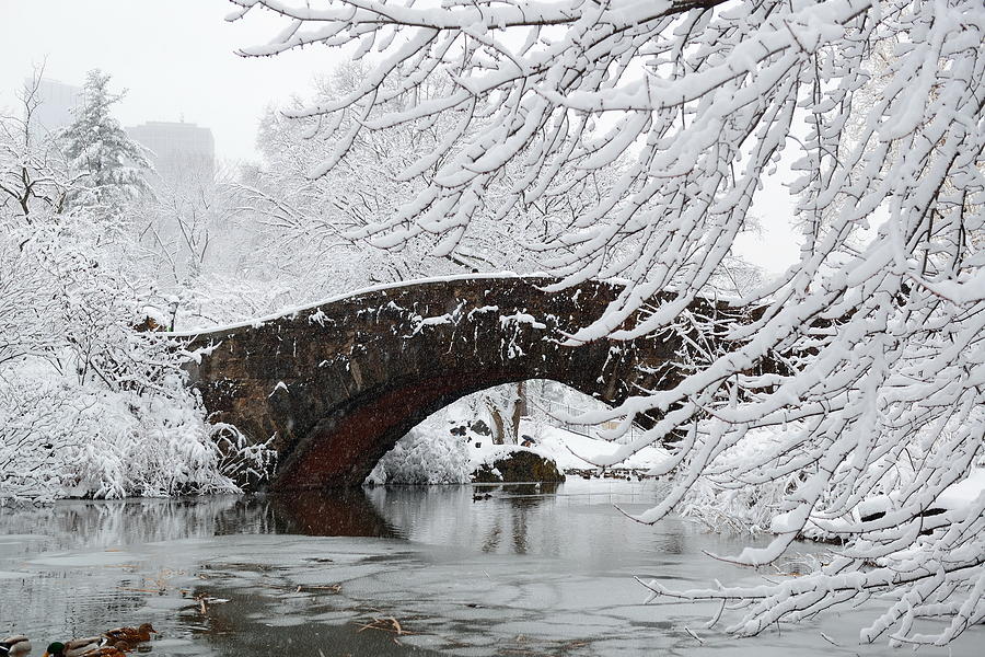 Central Park winter #2 Photograph by Songquan Deng