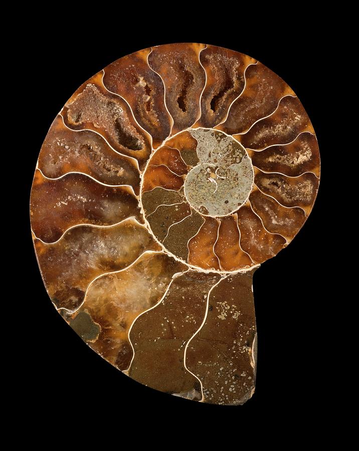 Ceratites Ammonite Fossil Photograph By Lawrence Lawry Fine Art America