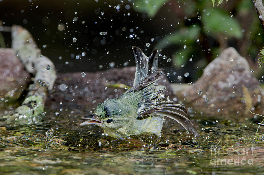 Warbler Photograph - Cerulean Warbler #2 by Anthony Mercieca