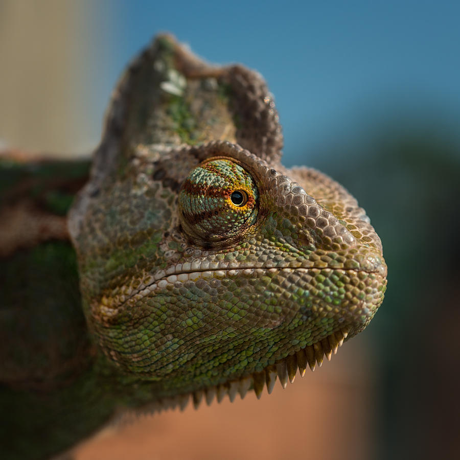 Chameleon Photograph