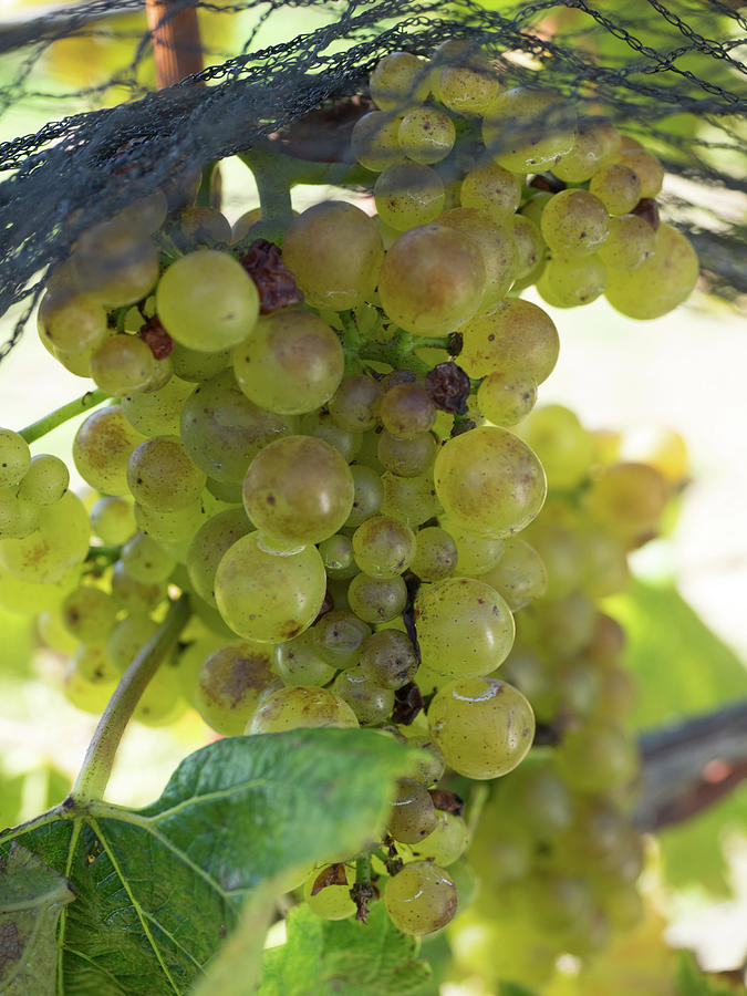 Chardonnay Grapes On Vine #2 Photograph by Panoramic Images