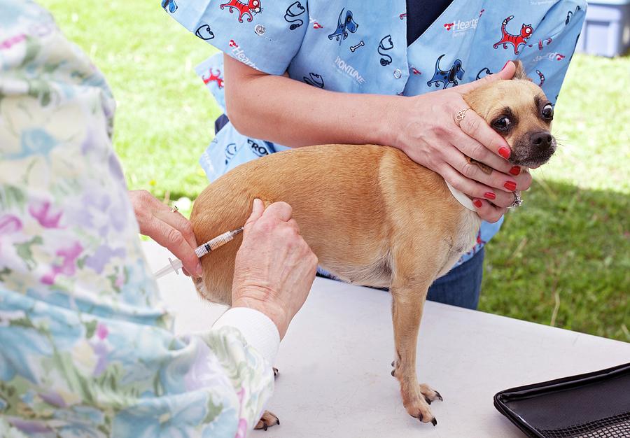 Animal Photograph - Charity Dog Vaccination Event #2 by Jim West