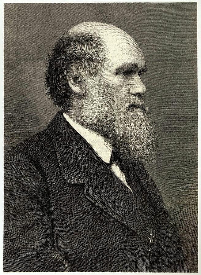 Charles Darwin (18091882) Naturalist Drawing by Mary Evans Picture