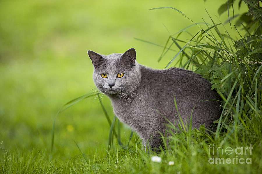 Cat Photograph - Chartreux Cat #2 by Jean-Michel Labat