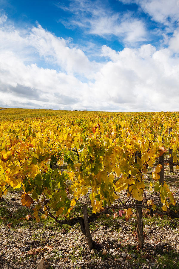 Nature Photograph - Chateau Lafite Rothschild Vineyards #2 by Panoramic Images