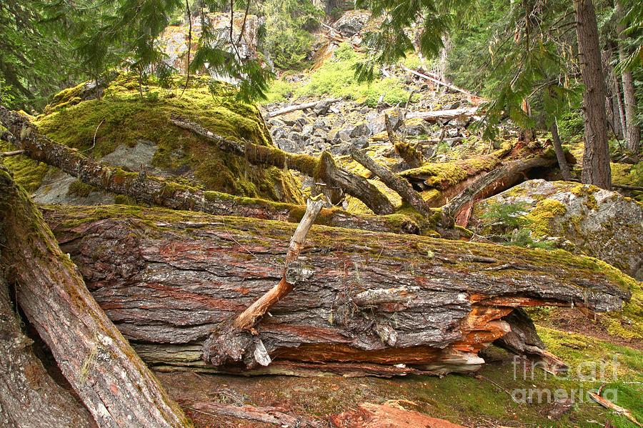 Cheakamus Rainforest Debris #2 Photograph by Adam Jewell