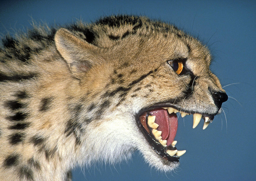 Cheetah Acinonyx Jubatus #2 Photograph by G Ronald Austing