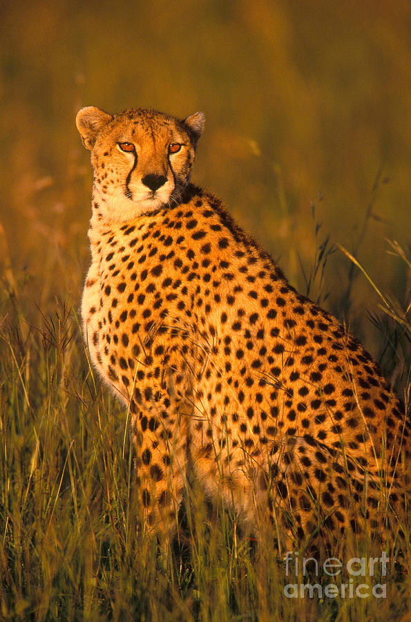 Cheetah Acinonyx Jubatus Jubatus #2 Photograph by Art Wolfe