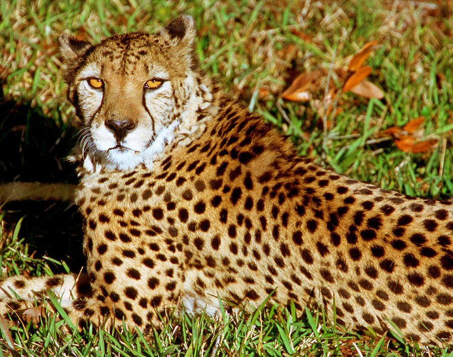 Cheetah Acinonyx Jubatus #2 Photograph by Millard H. Sharp