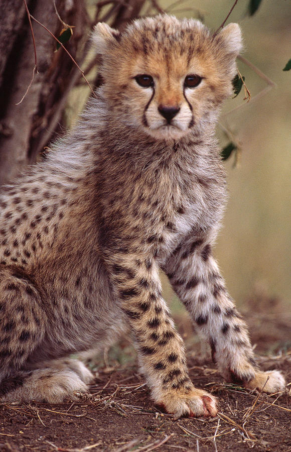 Cheetah Cub #2 Photograph by Mary Beth Angelo