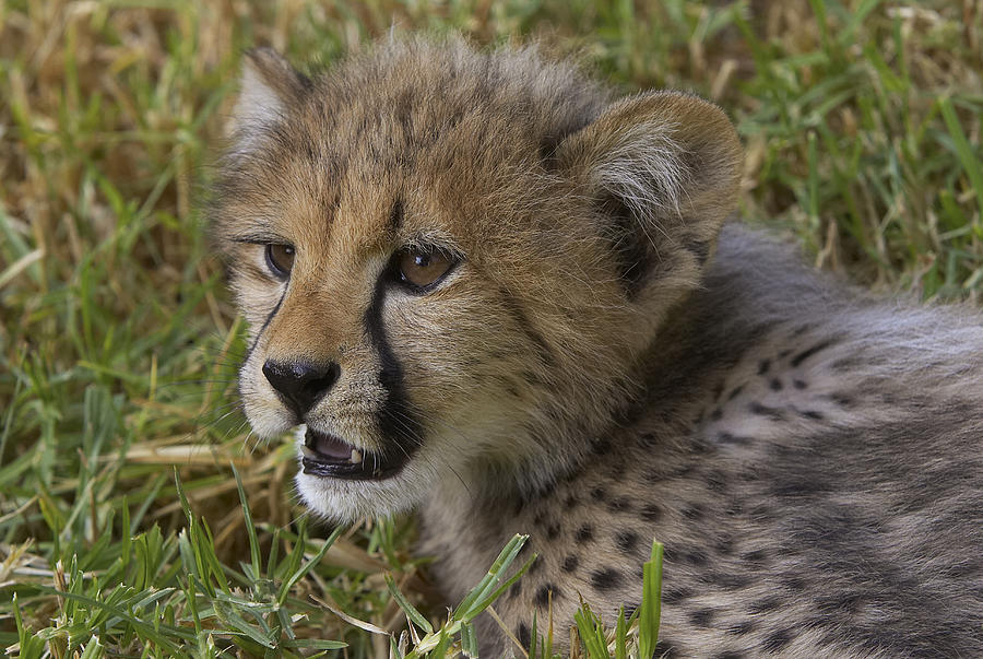 Cheetah Cub Portrait #2 Photograph by San Diego Zoo