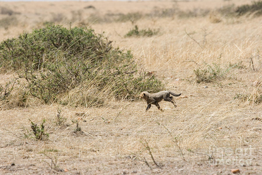 Cheetah Cub Released Into The Wild #2 Photograph by Gregory G. Dimijian, M.D.