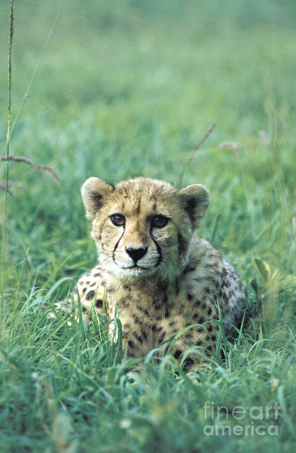 Cheetah #2 Photograph by Mark Newman