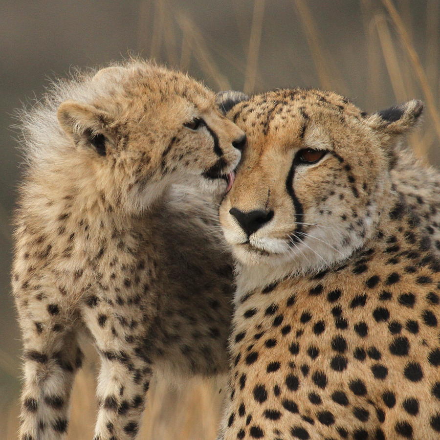 Cheetah Mommy And Cub Photograph by Anja Migliavacca - Doorten - Fine ...