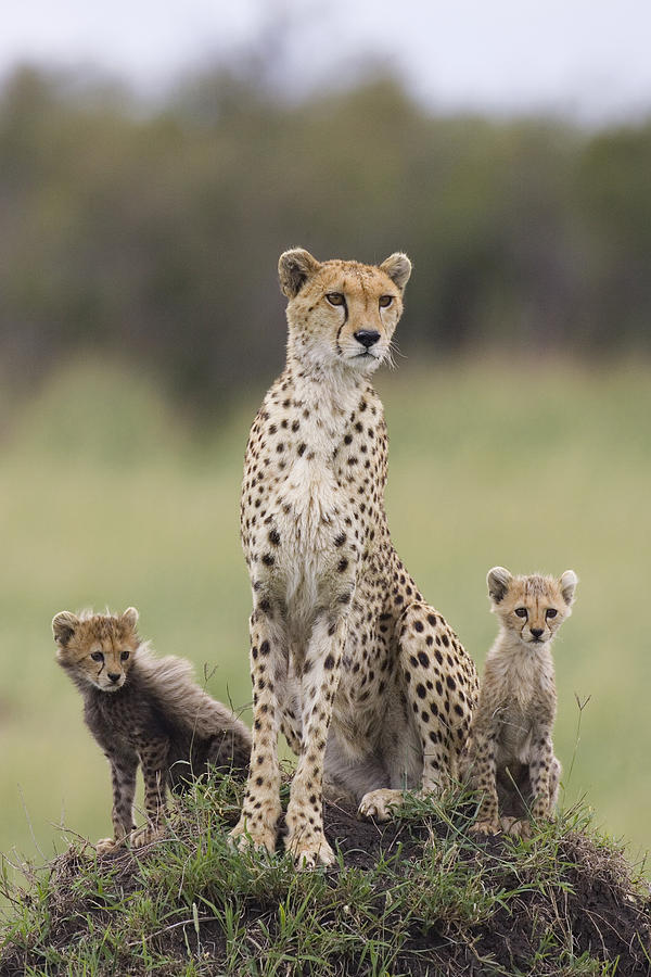 Cheetah Mother And Cubs Maasai Mara Photograph by Suzi Eszterhas