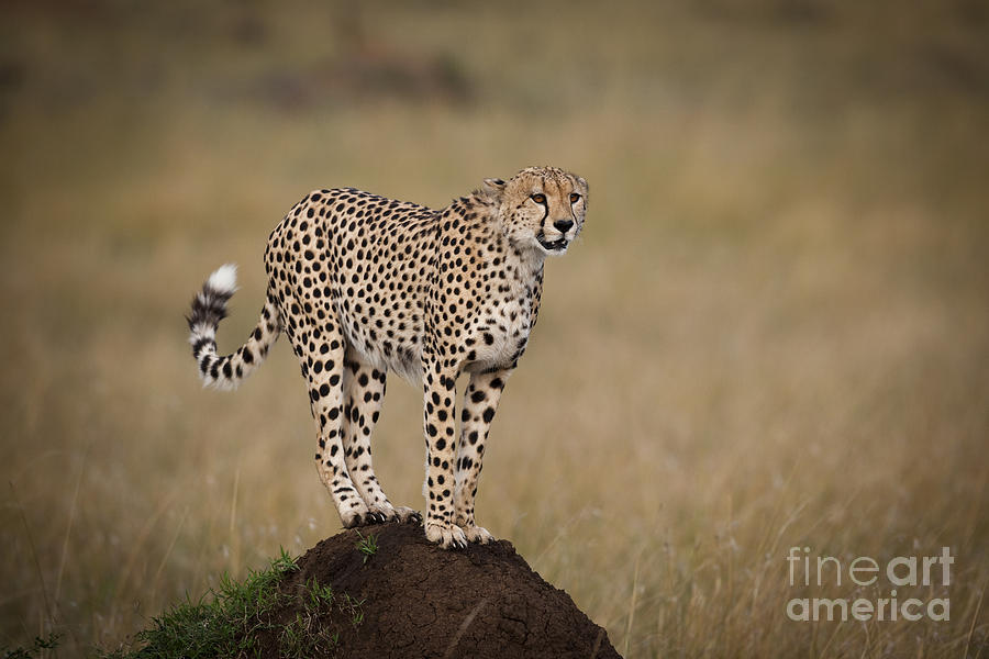 Cheetah On Termite Mound #2 Photograph by John Shaw