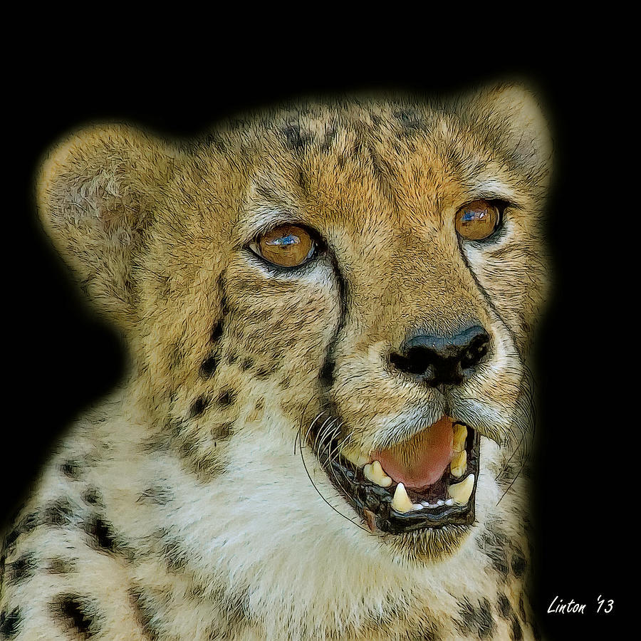 Cheetah Portrait 2  #2 Digital Art by Larry Linton
