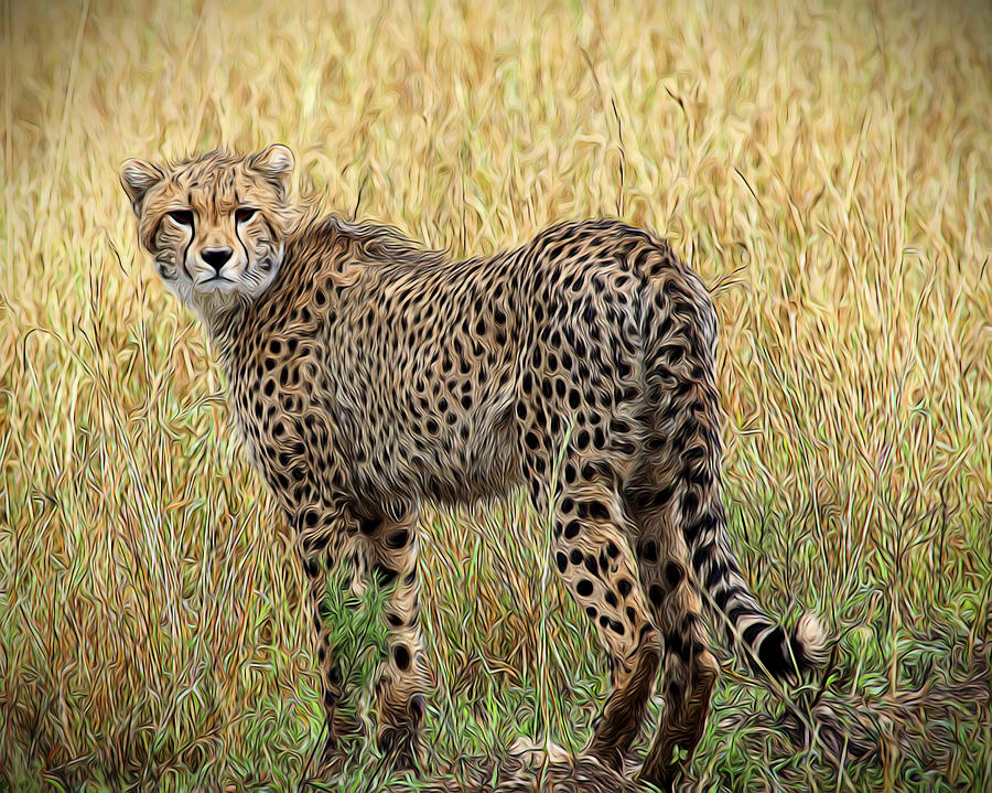 Cheetah #2 Photograph by Roni Chastain