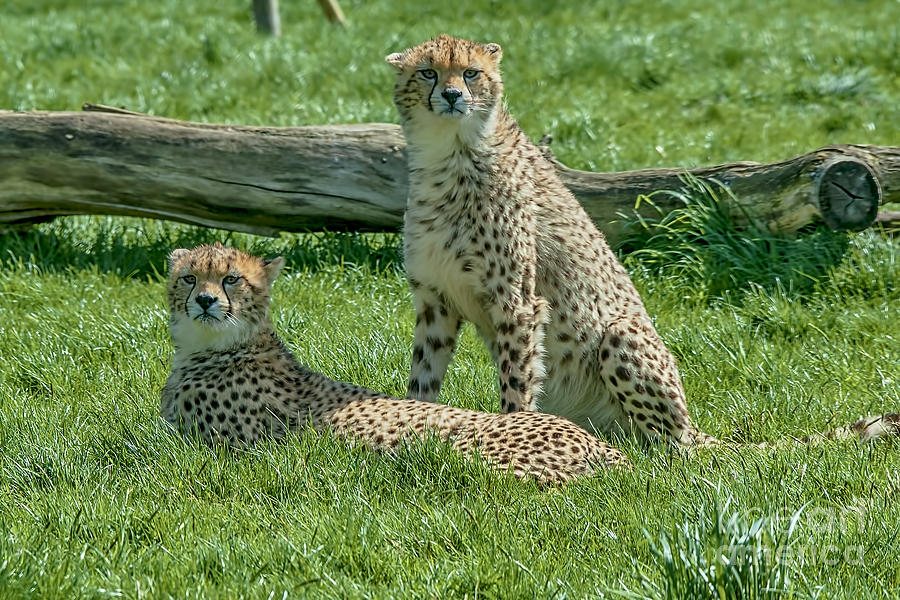2 Cheetahs Photograph by Chris Thaxter