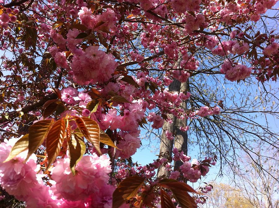 Cherry Blossom Photograph by Kristen Pagliaro - Fine Art America