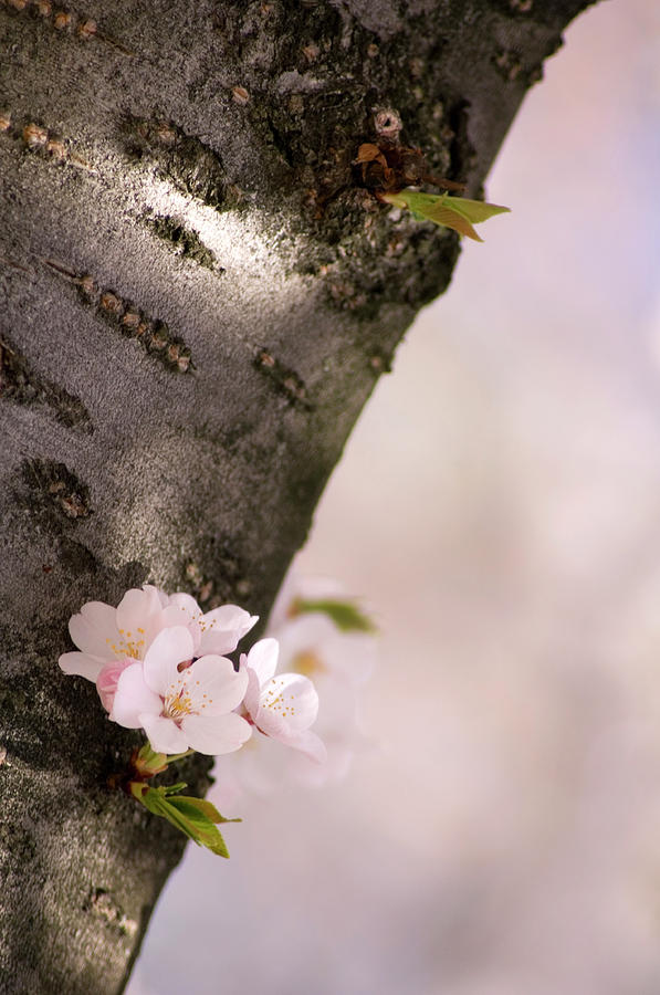 Cherry Blossom (prunus serrulata) Photograph by Maria Mosolova/science Photo Library