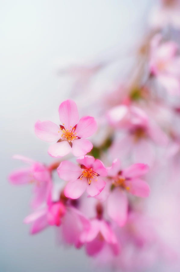 Spring Photograph - Cherry Blossom (prunus Subhirtella) #2 by Maria Mosolova/science Photo Library