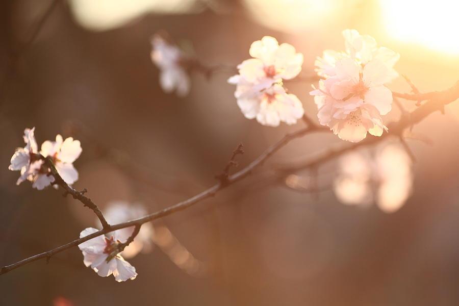 Cherry Blossom #2 Photograph by Rolfo Rolf Brenner
