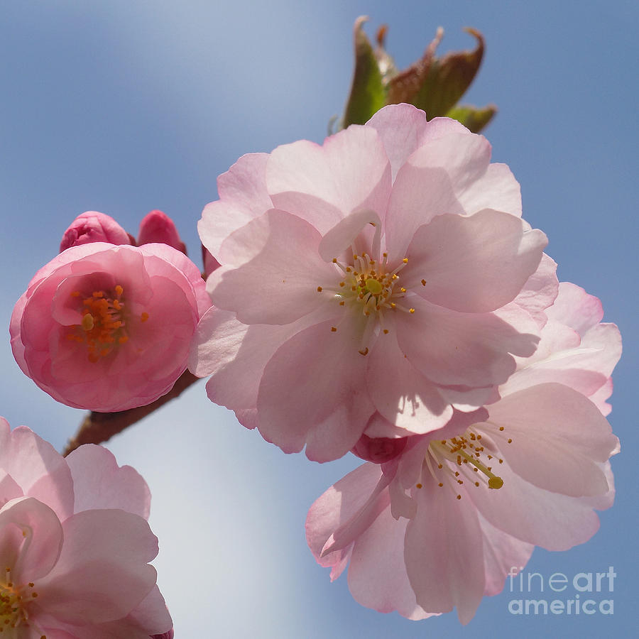 Cherry Blossom #1 Photograph by Rudi Prott