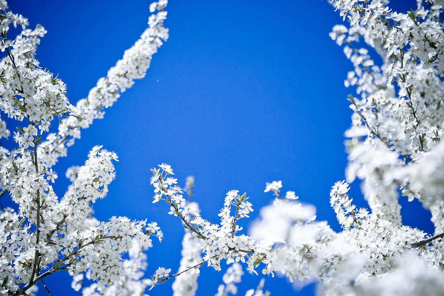 Cherry blossom with blue sky #2 Photograph by Raimond Klavins
