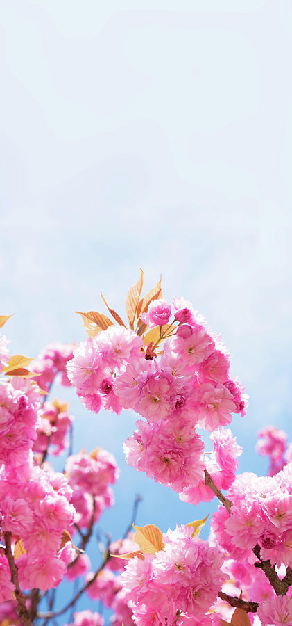 Cherry Blossom #2 Photograph by Wladimir Bulgar