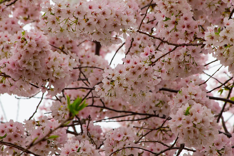 Cherry Blossoms #2 Photograph by Leah Palmer