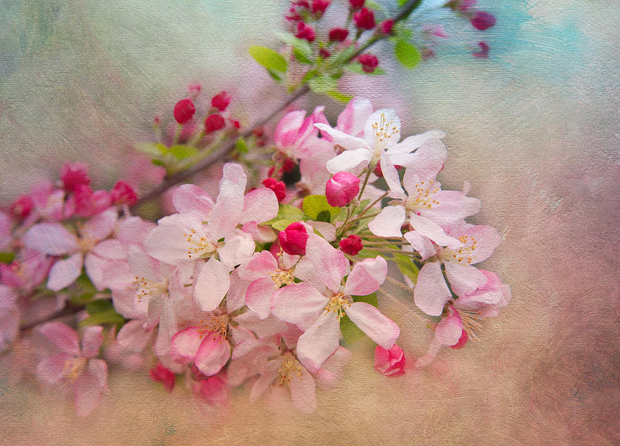 Flower Photograph - Cherry Blossoms #1 by Lynn Bauer