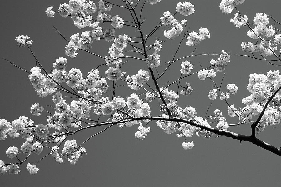 Cherry Blossoms Washington Dc Usa #2 Photograph by Panoramic Images