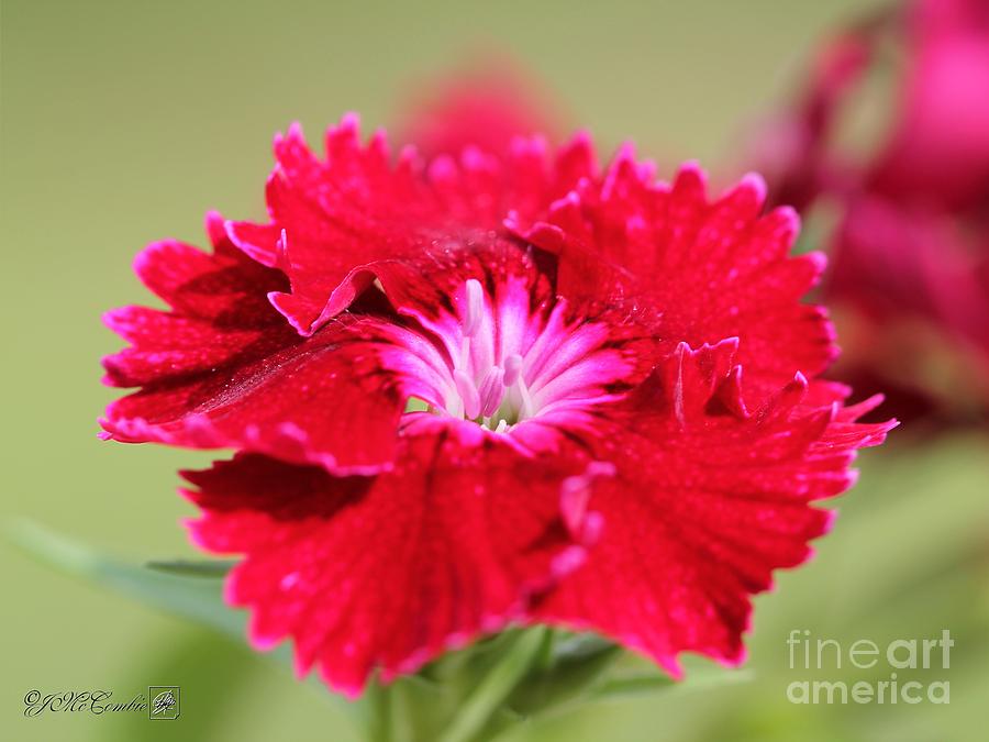 Cherry Dianthus from the Floral Lace Mix #1 Photograph by J McCombie